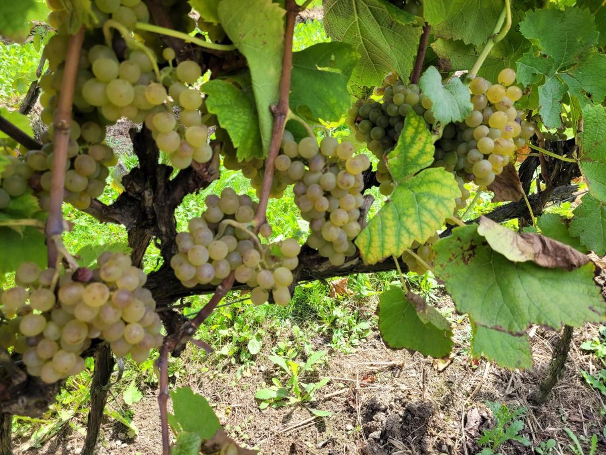 Fantastic View Vineyard Beskid Mountains Gruszow  Exteriör bild