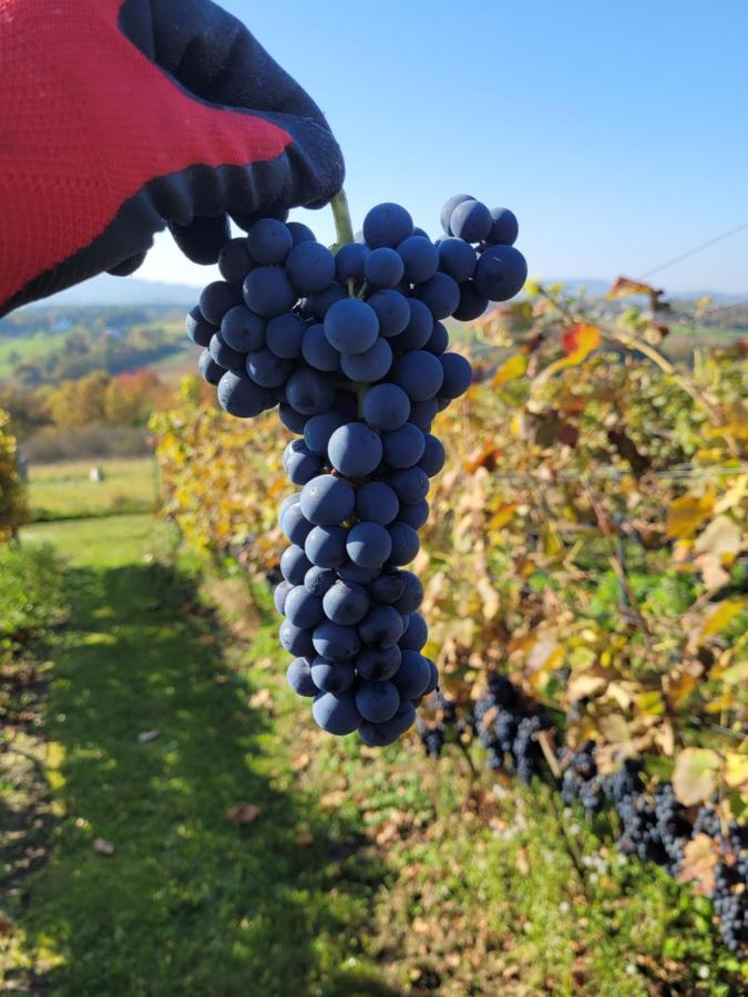 Fantastic View Vineyard Beskid Mountains Gruszow  Exteriör bild