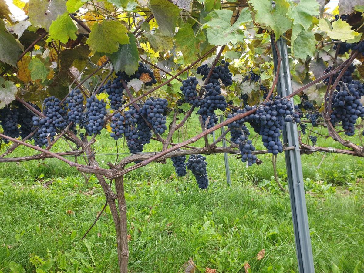 Fantastic View Vineyard Beskid Mountains Gruszow  Exteriör bild
